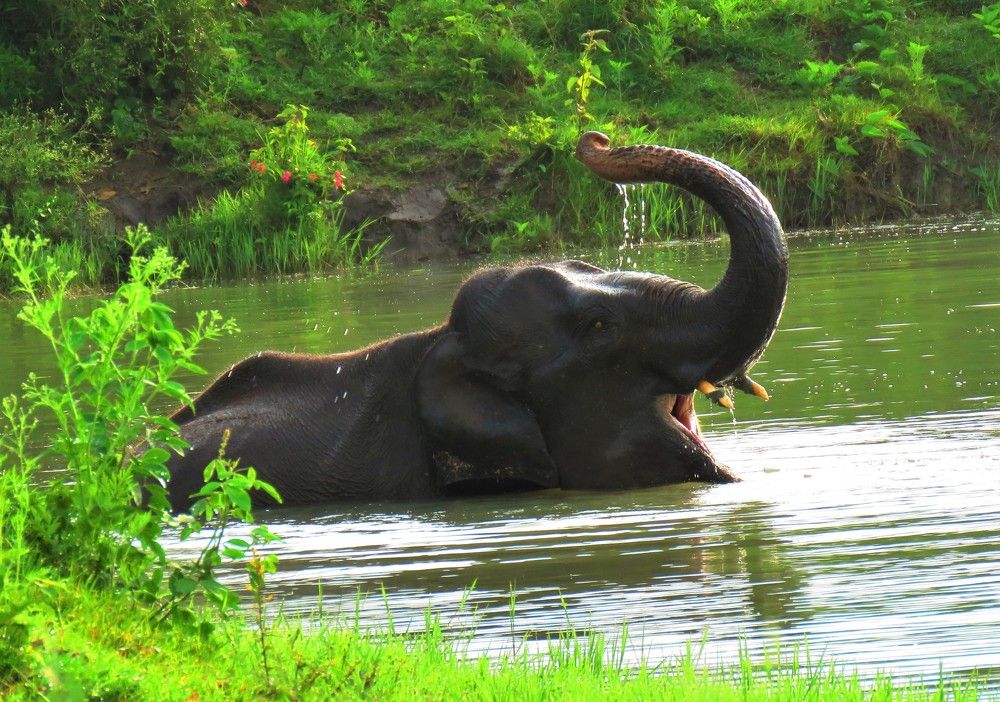 Photograph by ANISH BISWAS