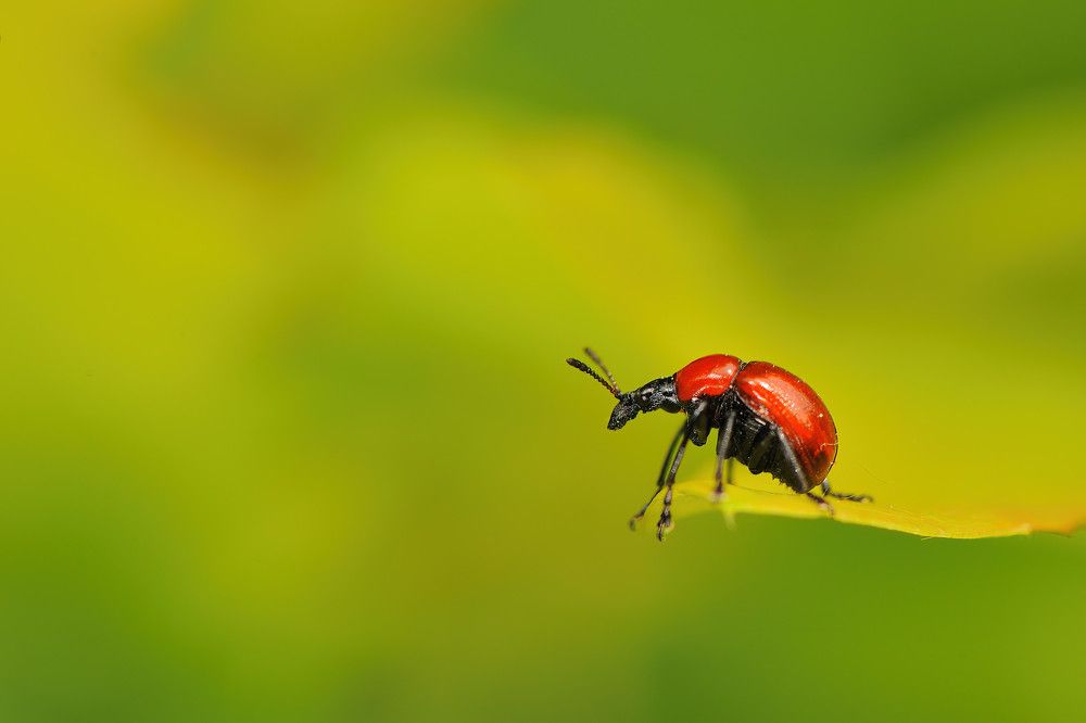 Photograph by Juraj Benčík