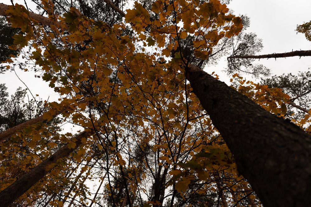 Photograph by Ольга Гирусова