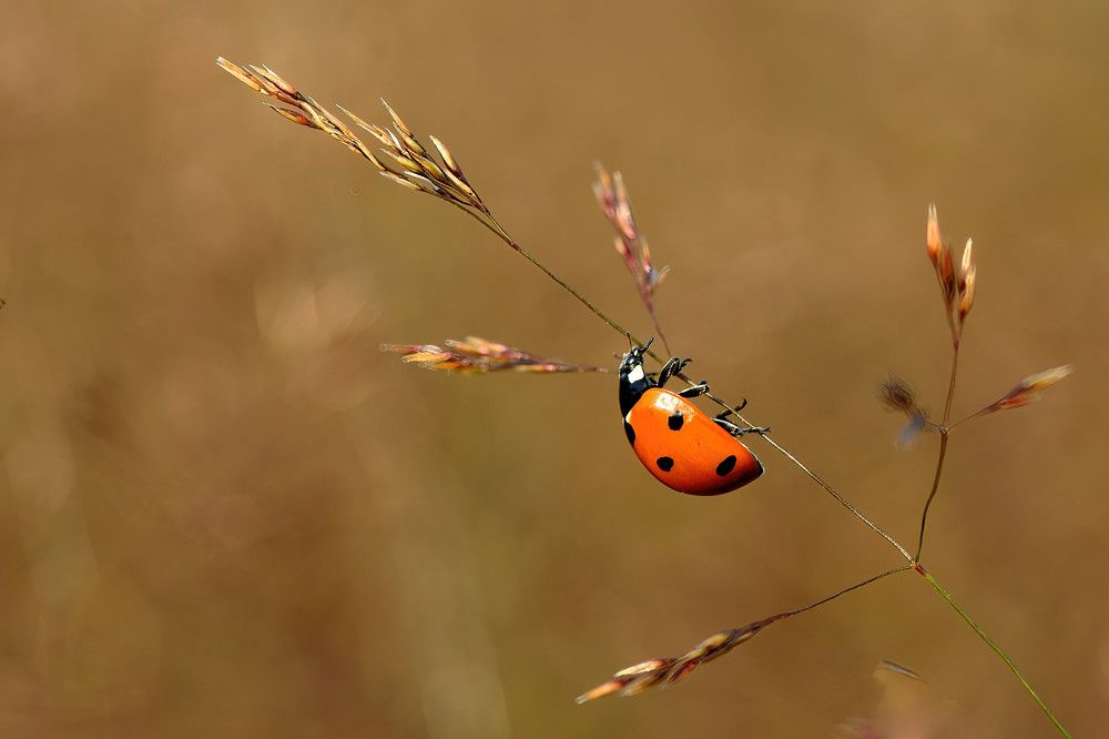 Photograph by Juraj Benčík