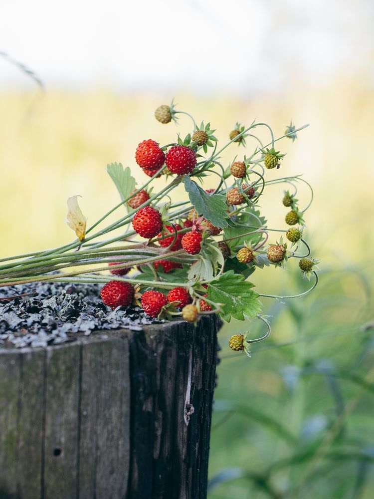 Photograph by Olga Zharkova