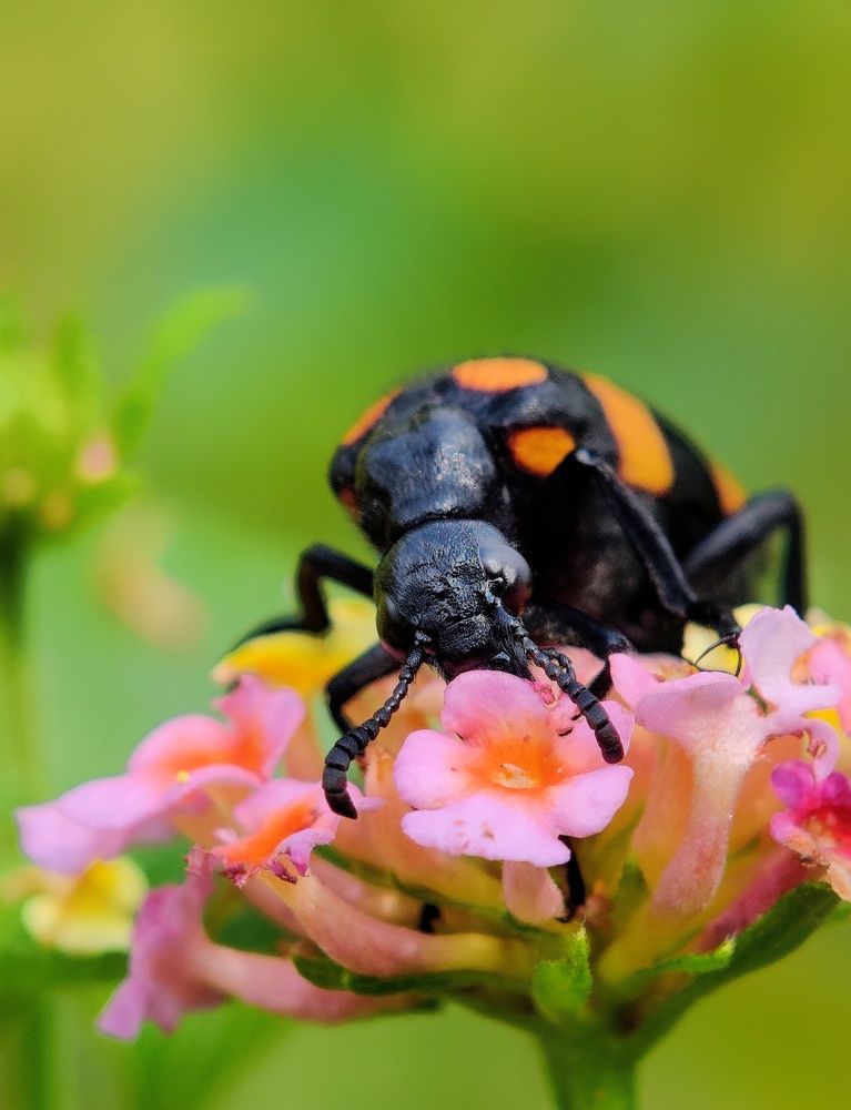Photograph by SAIKAT PAL