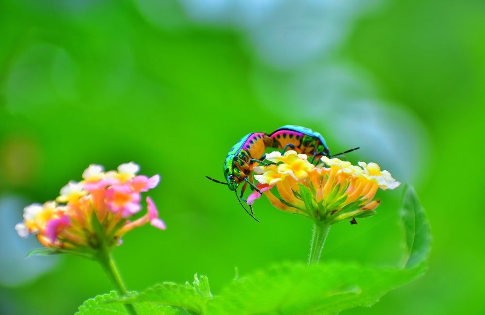 Photograph by SAIKAT PAL