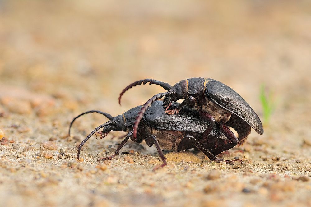 Photograph by Juraj Benčík