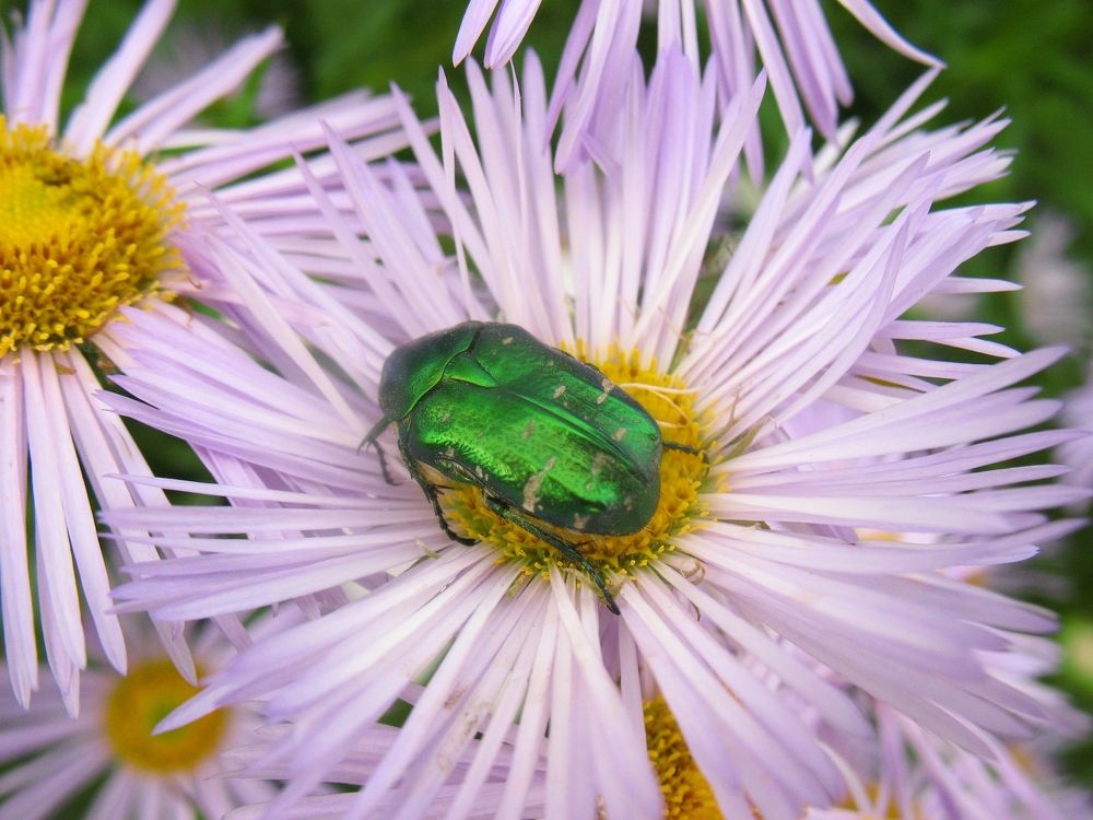 Майский жук