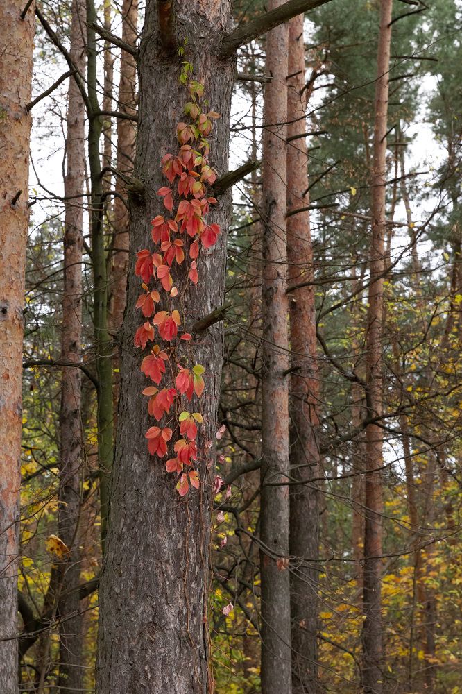 Photograph by Ольга Гирусова