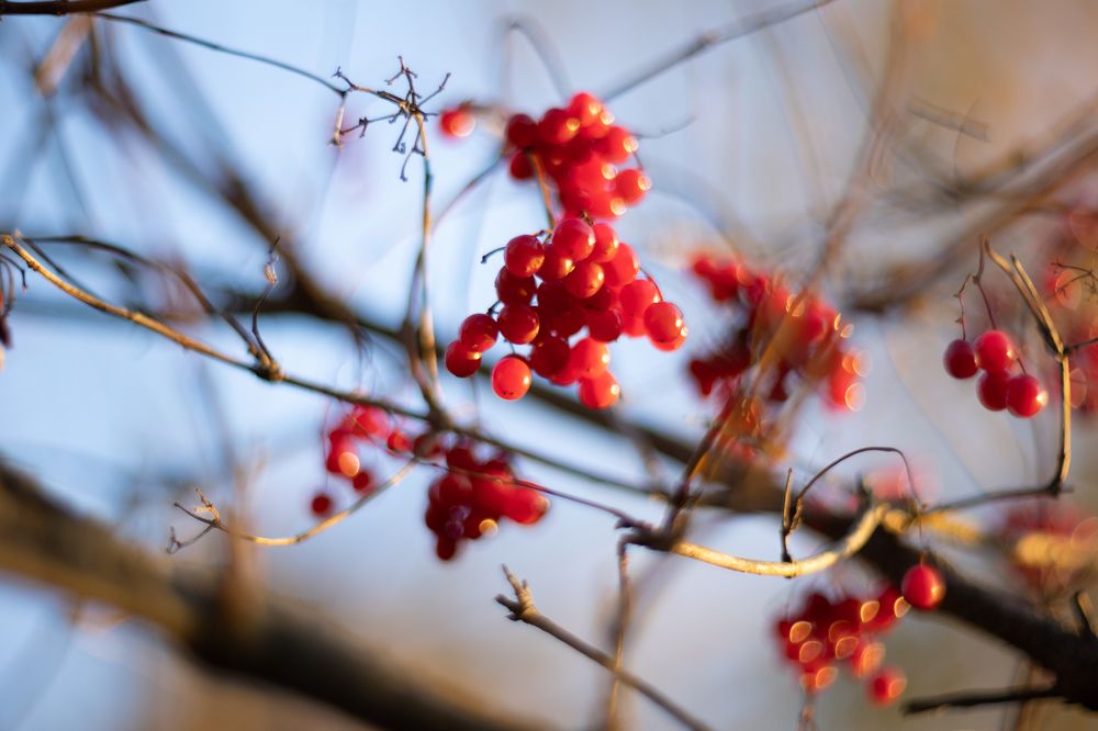 Photograph by Ольга Гирусова