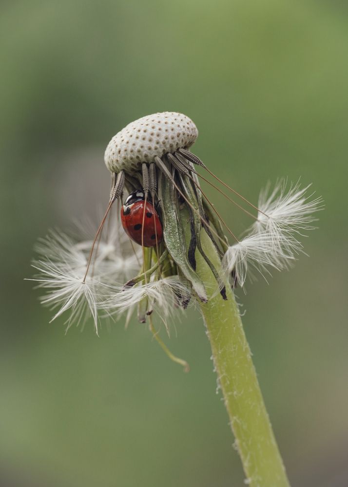 Photograph by Ольга Ларизадех