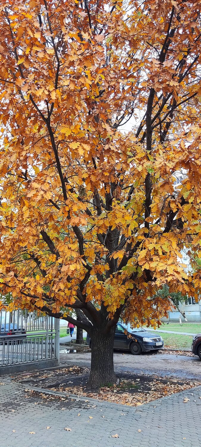 Photo #8288661