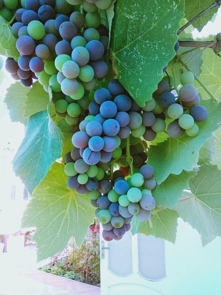 Photograph by Алла Холодова