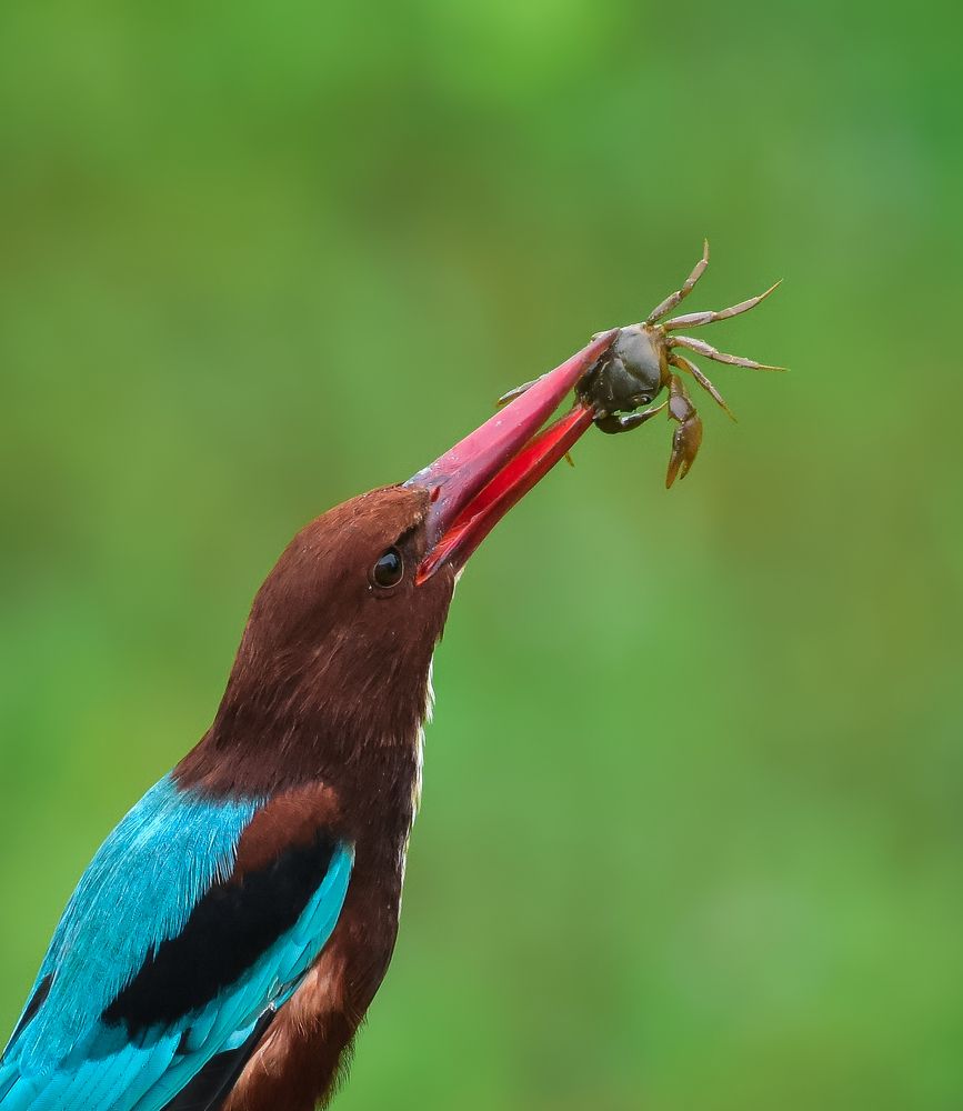 White-throated kingfisher.