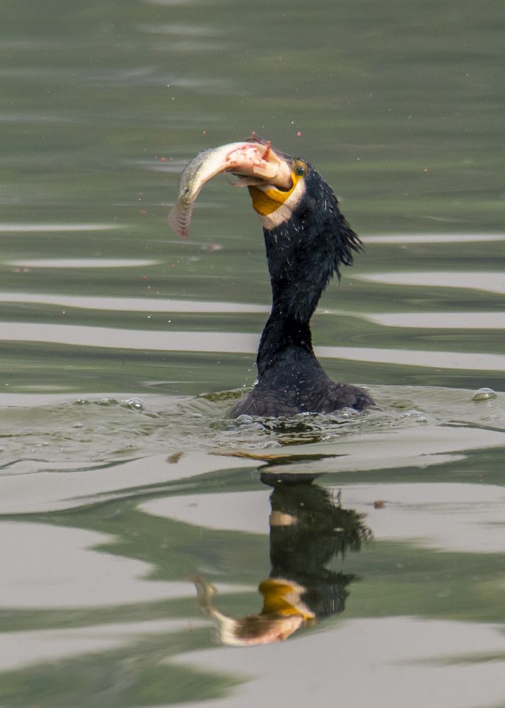 Photograph by  Md Shaheedul Alam