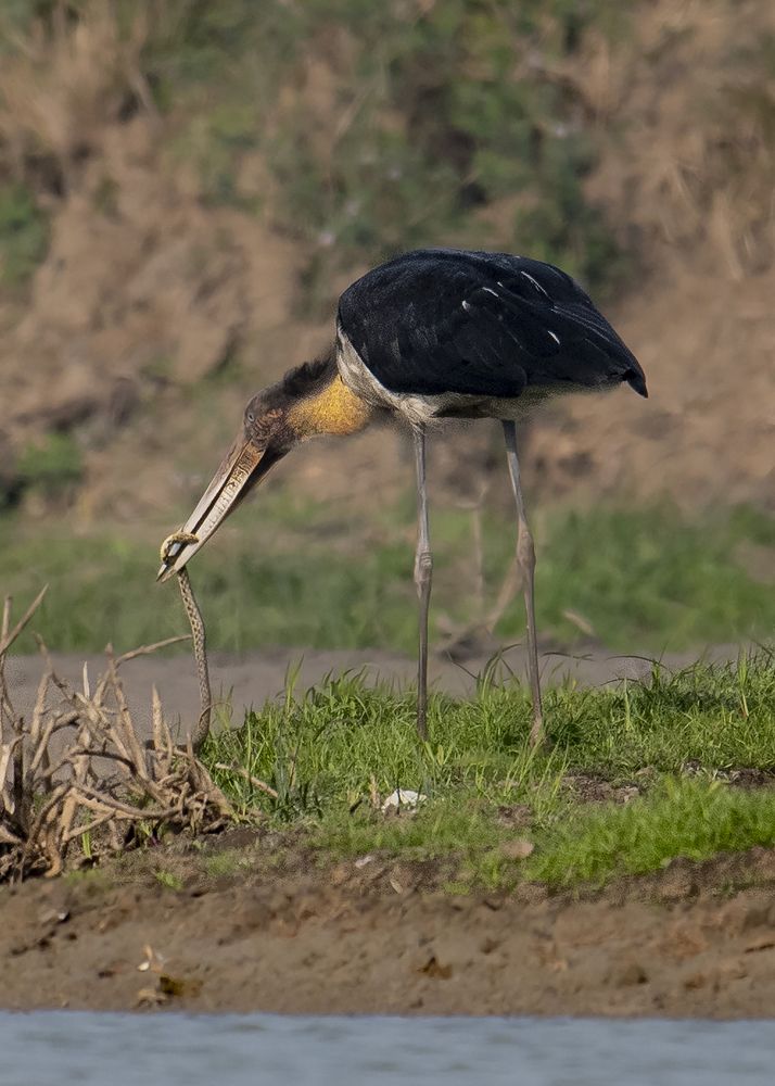 Photograph by  Md Shaheedul Alam