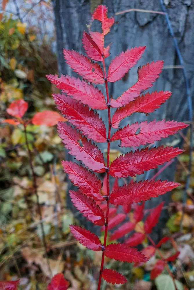 Photograph by Елена Димова