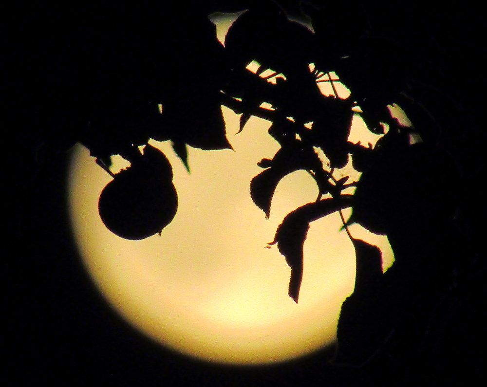 Полнолуние в яблоневом саду