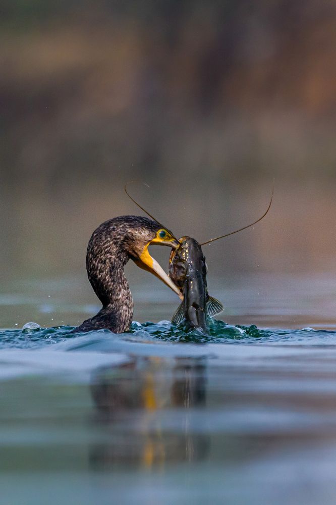 Photograph by Kshitij Patle