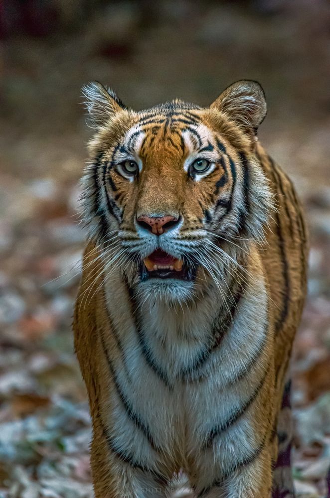 Photograph by Kshitij Patle