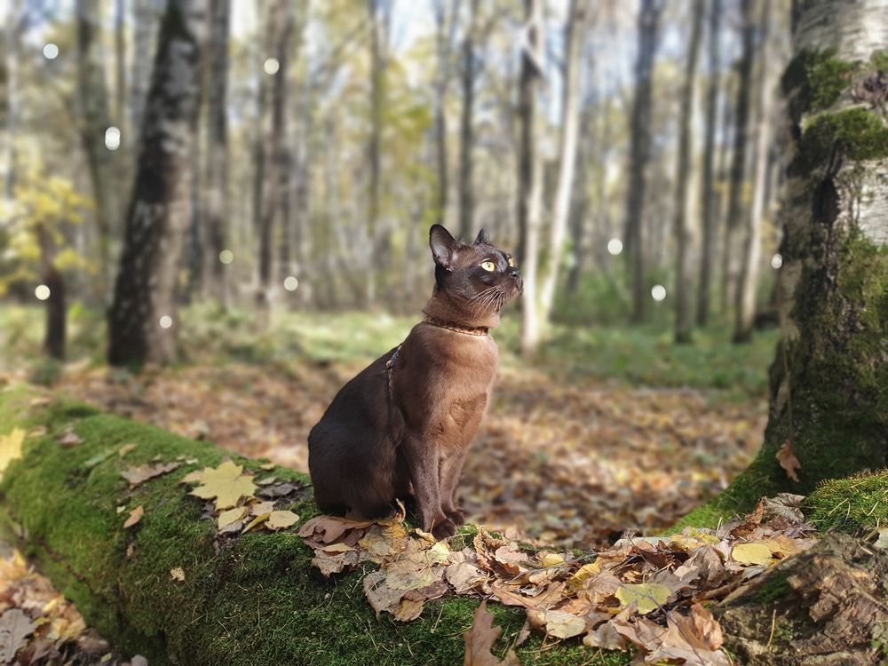 Фотография автора Надежда Лисицына