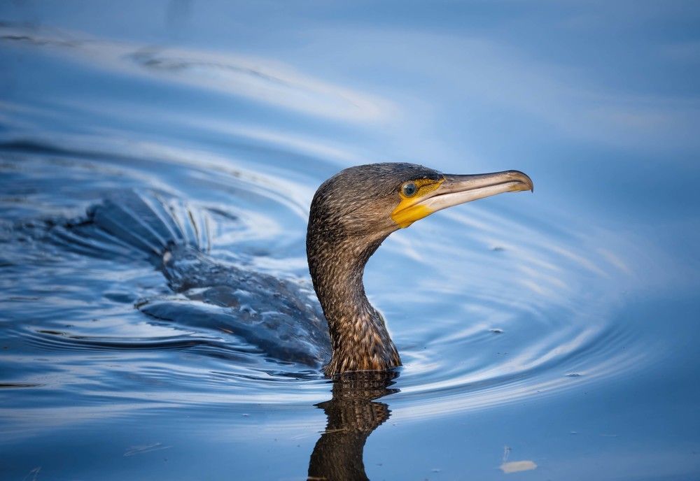 Photograph by Andrey Labutin