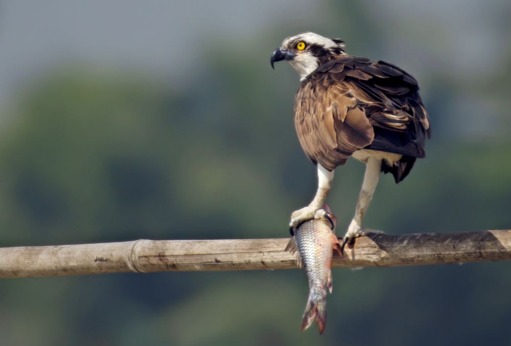 Photograph by Shibram Nag