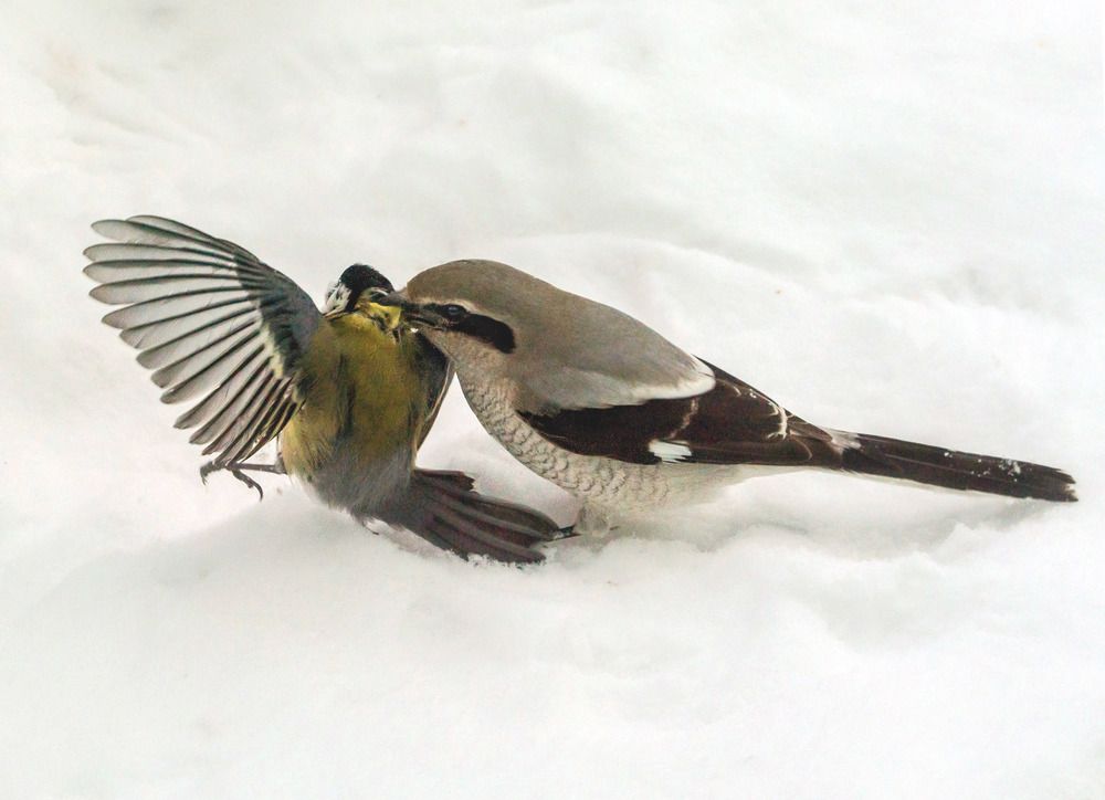 Птичий волк
