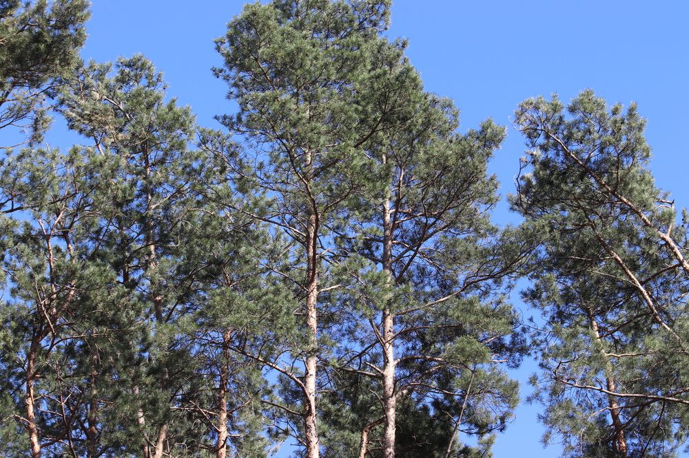 Photograph by Ольга Гирусова