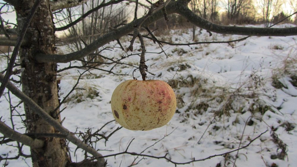 Плоды осени в красках.