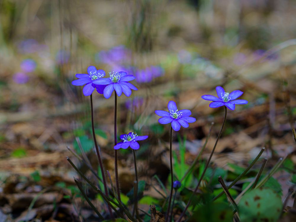 Photograph by Valdis Serzhans