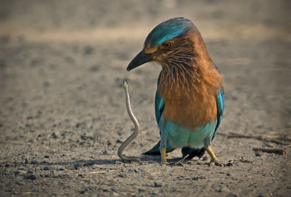 Photograph by Shibram Nag