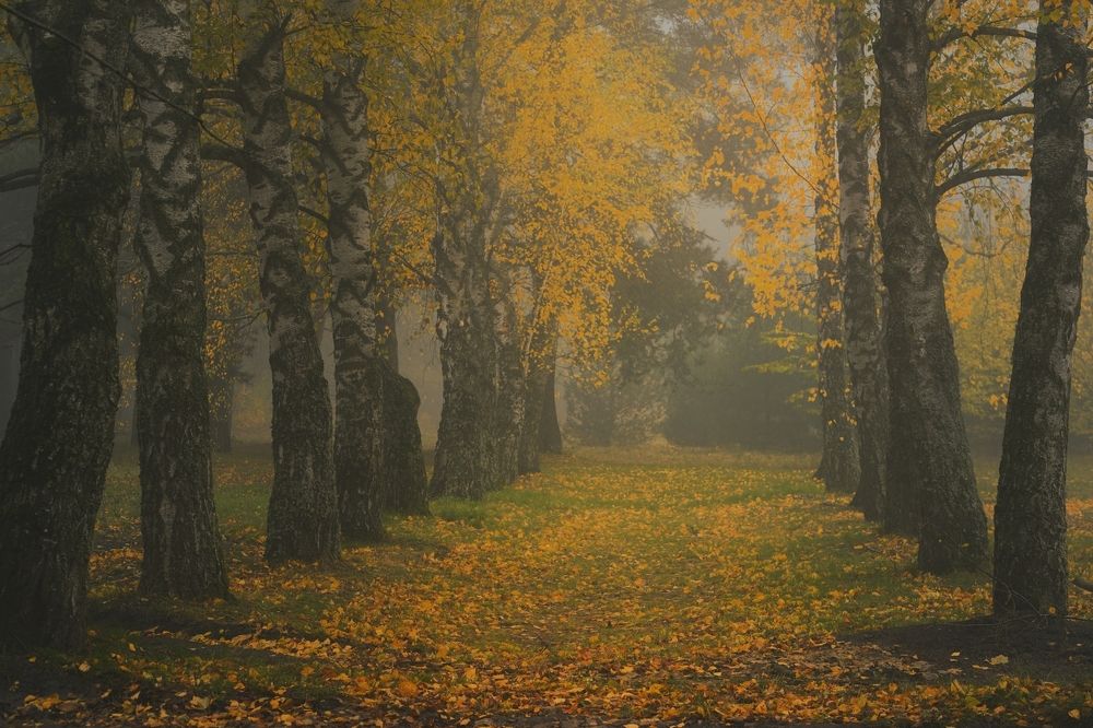 Туманное утро