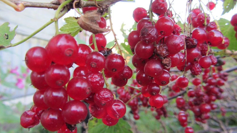 Photograph by Natalja Rogalova