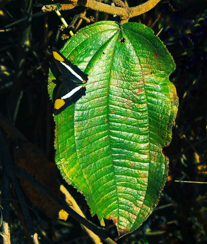 Photograph by Mariana Luiza Mendes Barboza