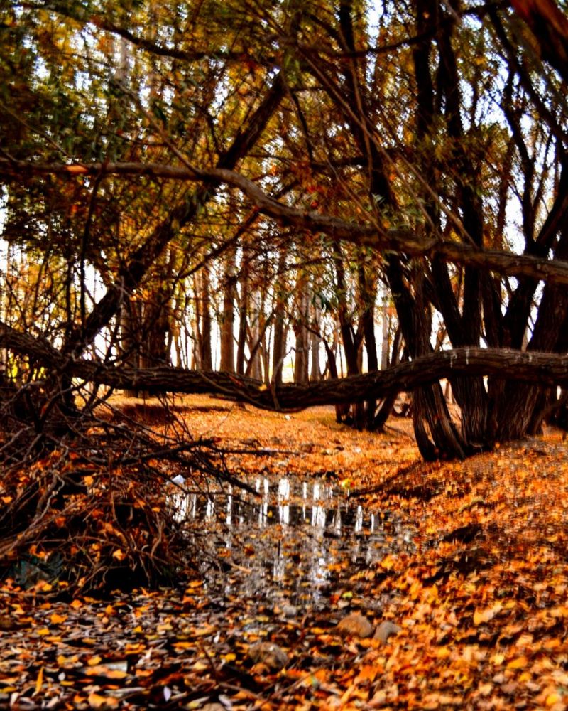 Фотография автора mohammadreza izadi