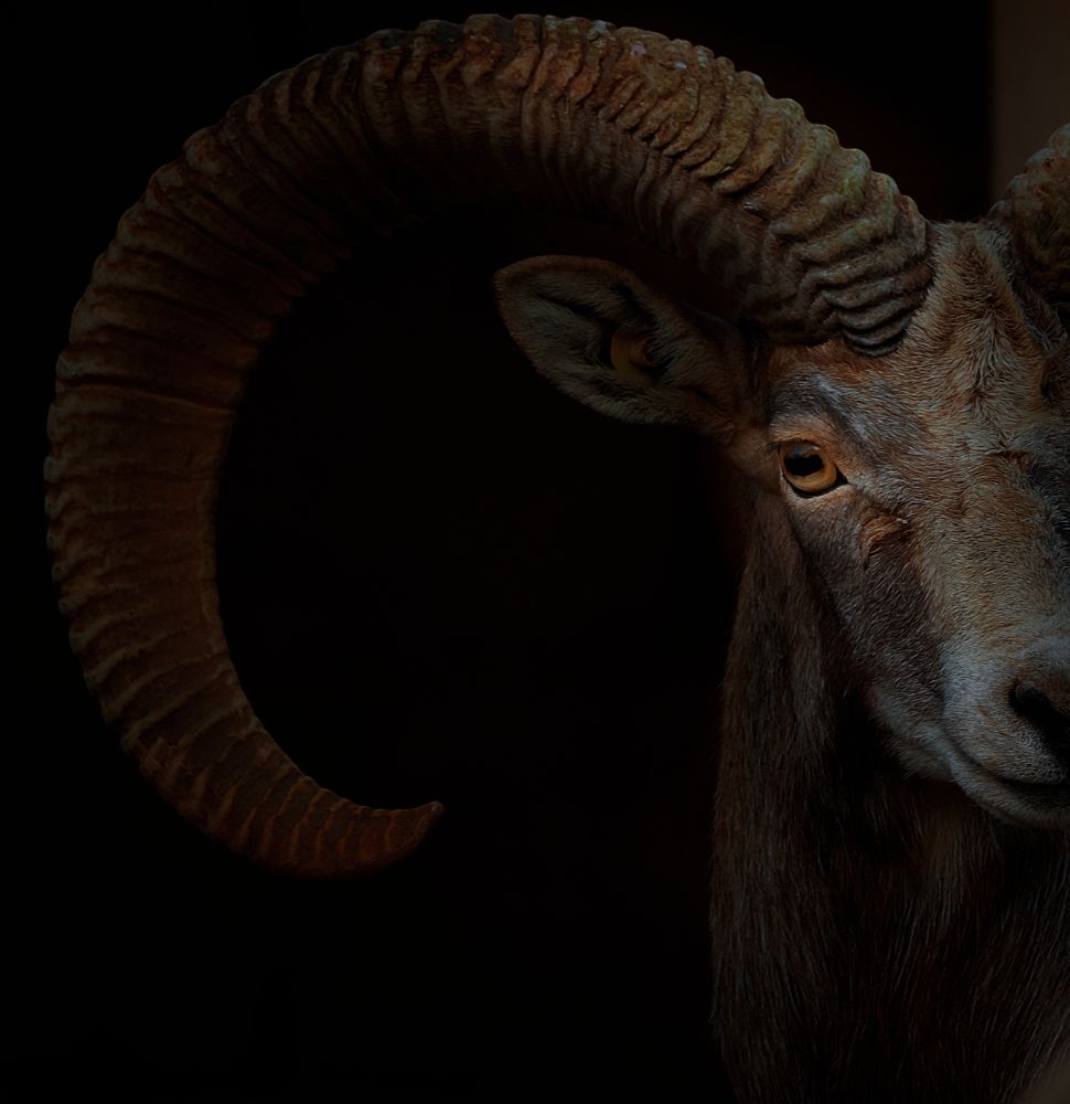 Фотография автора RanoosH ALi