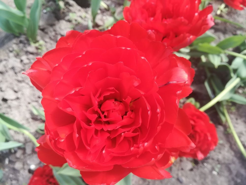 Photograph by Елизавета Алясова