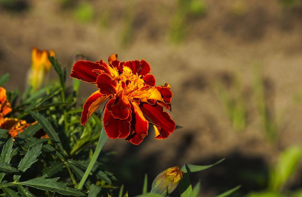 Photograph by Анатолий Максимов