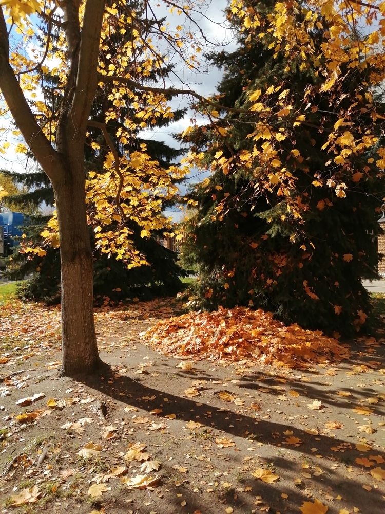 Опавшие листья