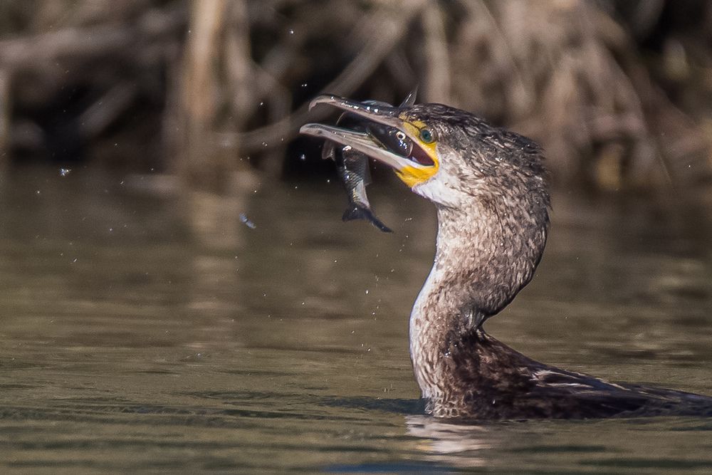 Photograph by Adriano Cascio