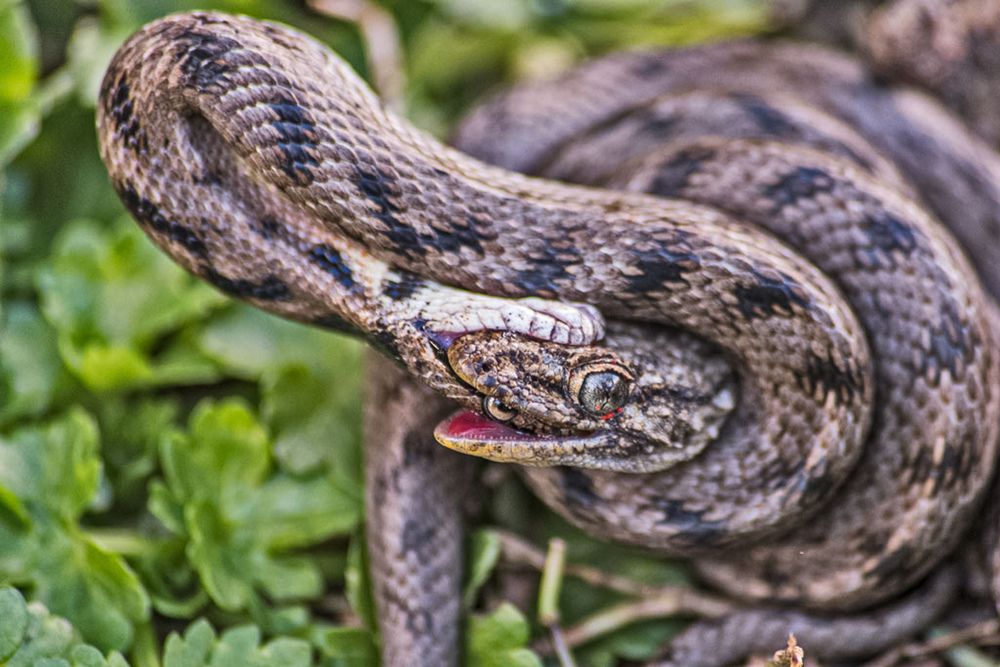 Photograph by Adriano Cascio