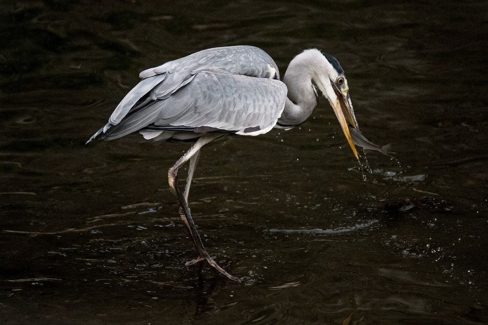 Photograph by Adriano Cascio