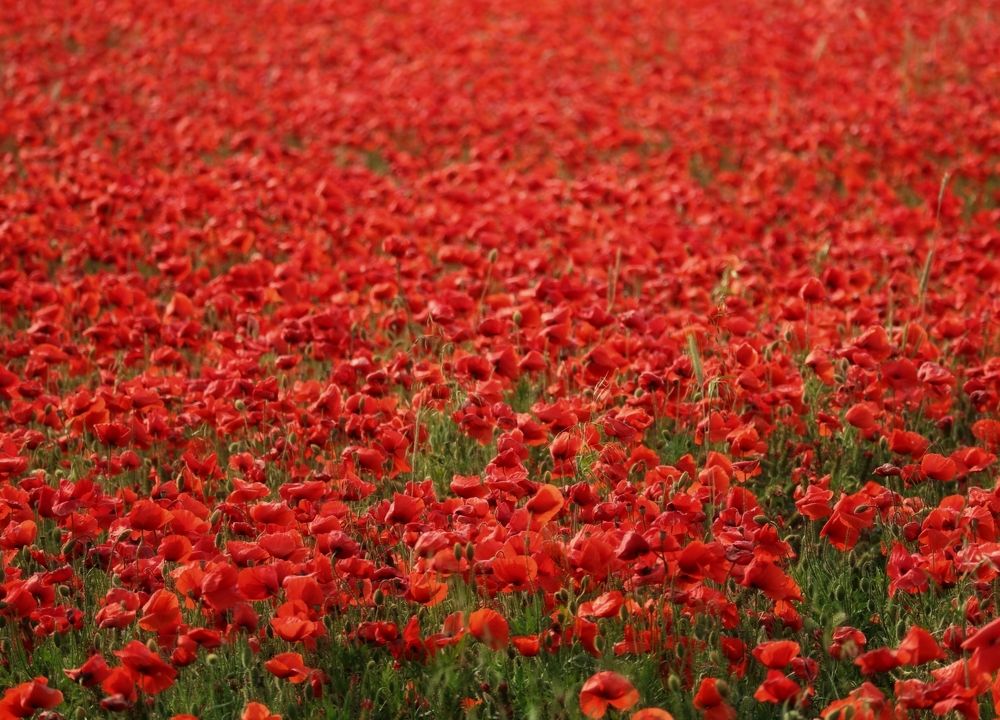 Photograph by Eva Wiedemann