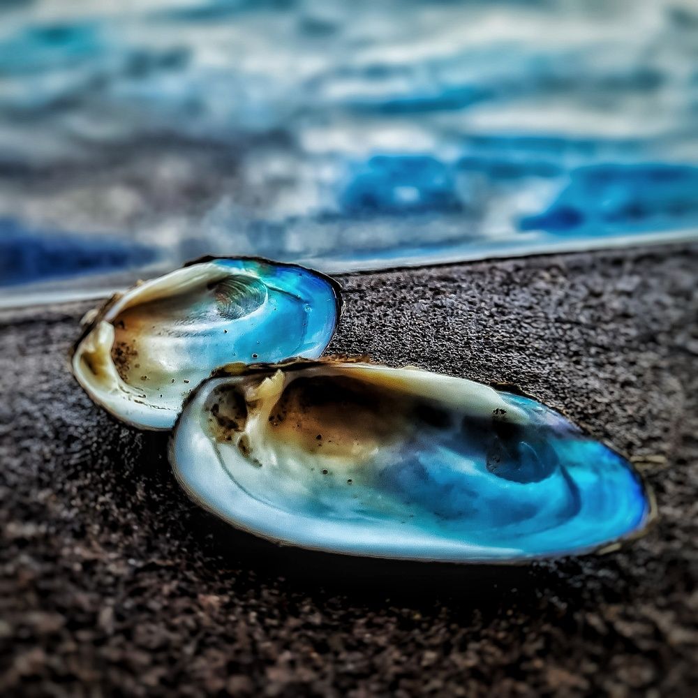 Речные ракушки