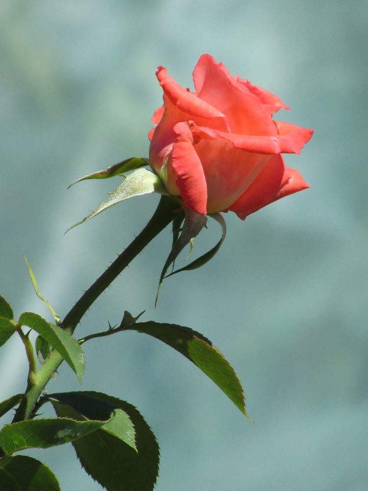 Photograph by Юлия Гурова
