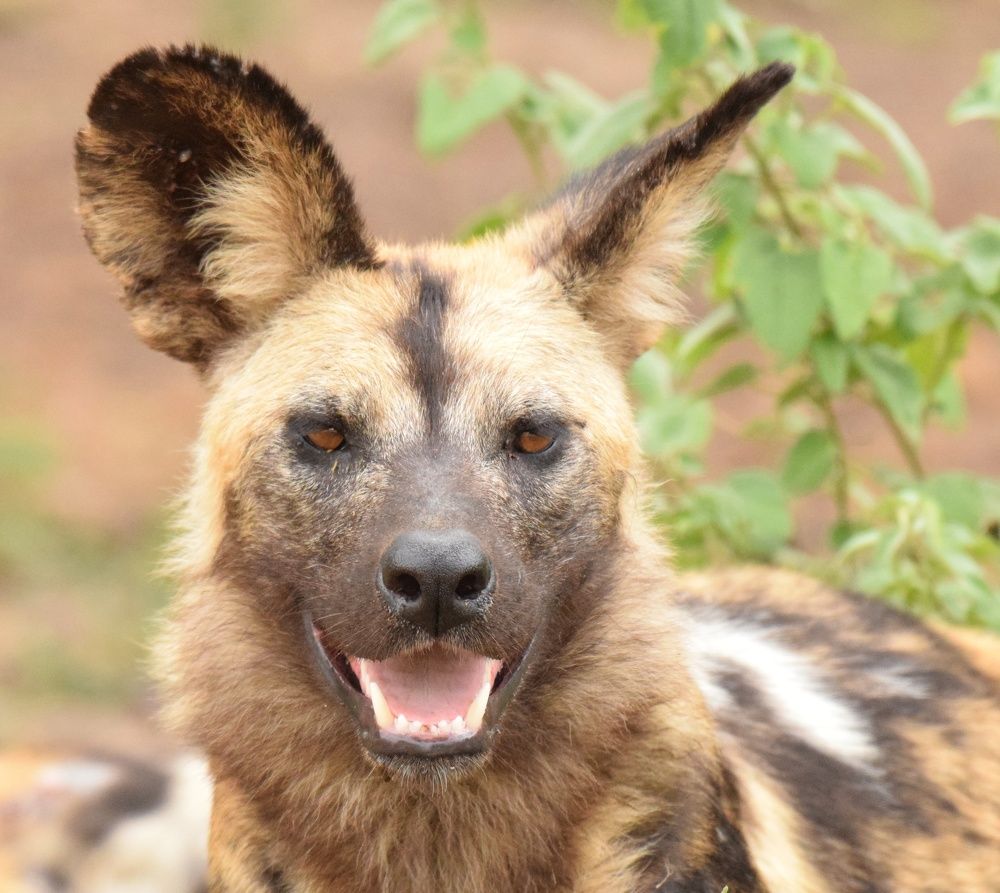 African Wild Dog