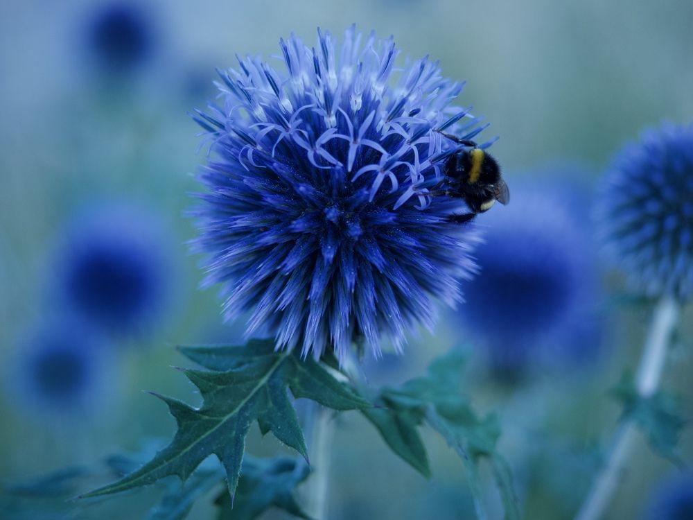 Photograph by Светлана Георкова