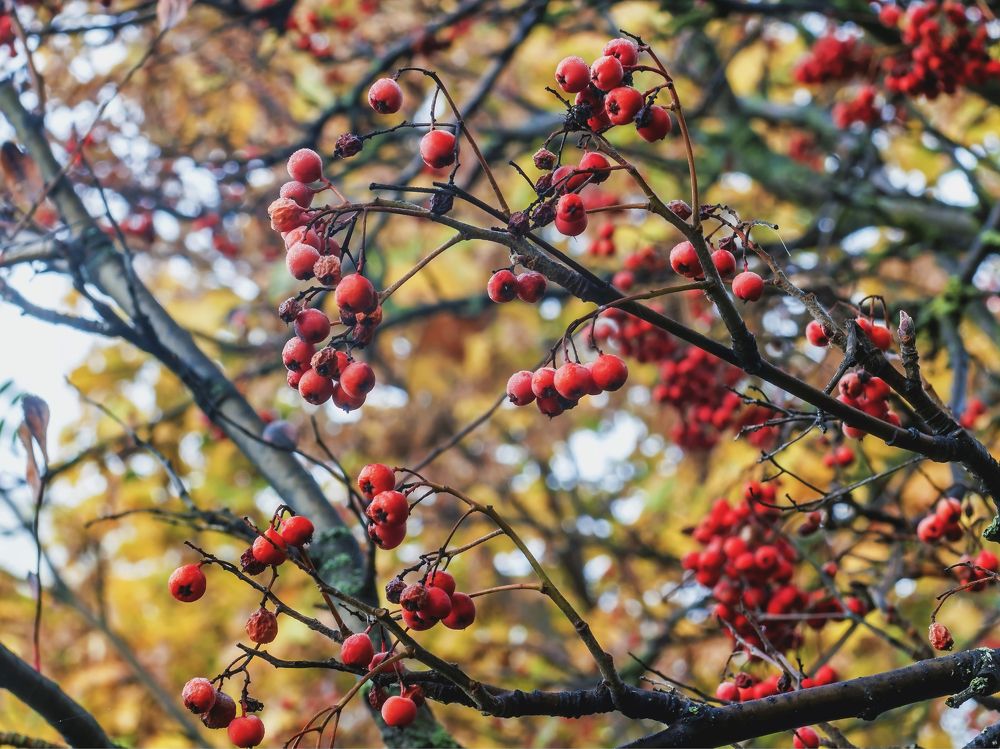 Грозди осенней ягоды..