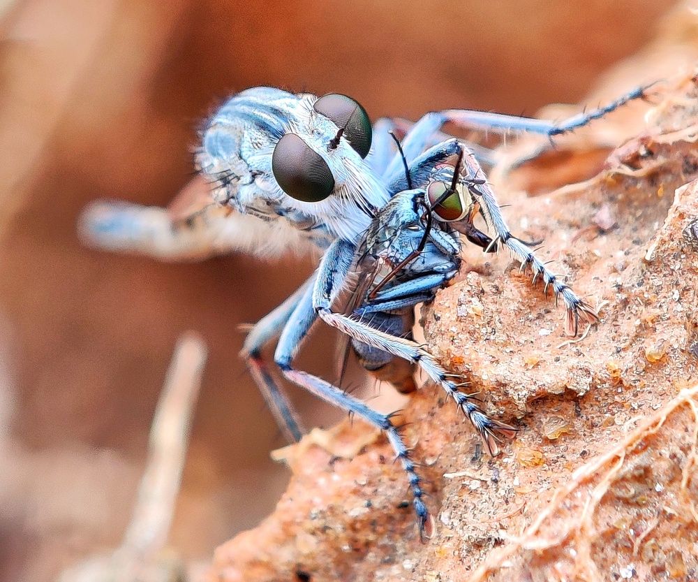 Фотография автора RAHUL SAHA