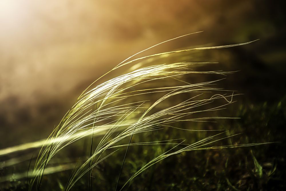 Photograph by Behzad Jourabchi Bokharaei