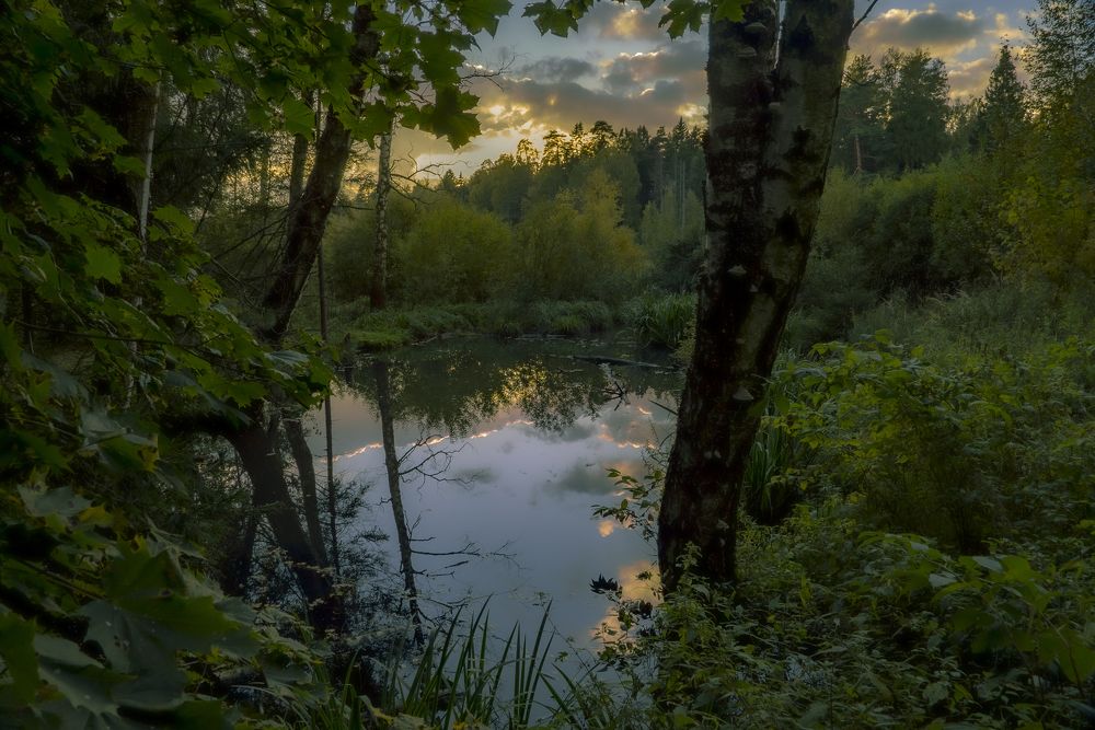 Корнями в небо