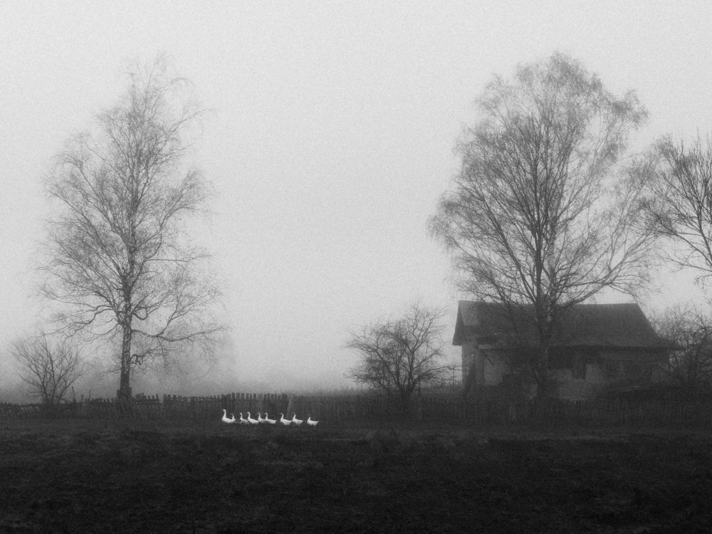 Photograph by Владимир Коваль